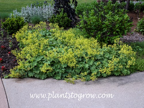 Lady's Mantle (Alchemilla mollis)